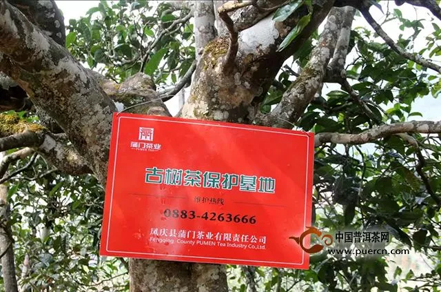 蒲门茶业丨国家级古茶树保护联盟成立，蒲门自有古茶园基地成为首批采样点
