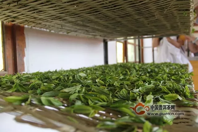 蒲门茶业丨国家级古茶树保护联盟成立，蒲门自有古茶园基地成为首批采样点