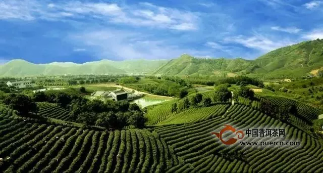 安吉白茶获批2019年首批全国农产品地理标志登记产品