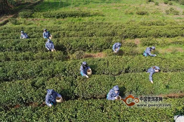 雨花茶的采摘及炒制方法