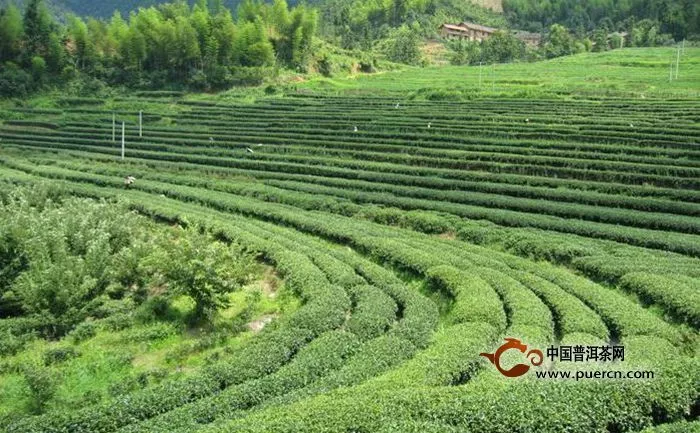 黃山毛峰的產(chǎn)地具體包括哪些地方