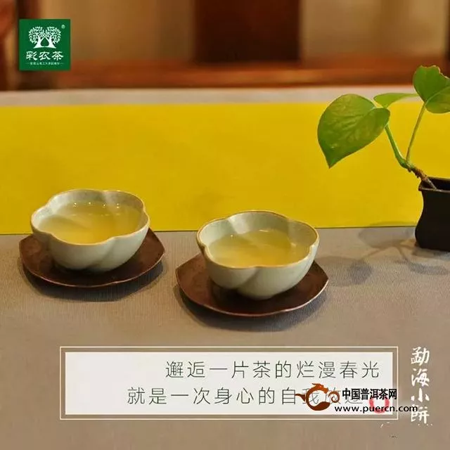 彩农茶勐海小饼│超高性价比口粮茶