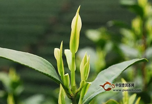 浙江安吉白茶種植基地在哪里？浙江安吉白茶的產(chǎn)地介紹