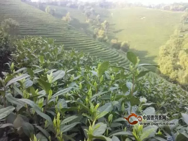 浙江安吉白茶種植基地在哪里？浙江安吉白茶的產(chǎn)地介紹