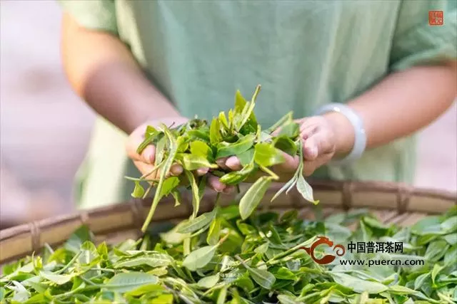 福元昌2019年春茶预售（第二批）正式开始