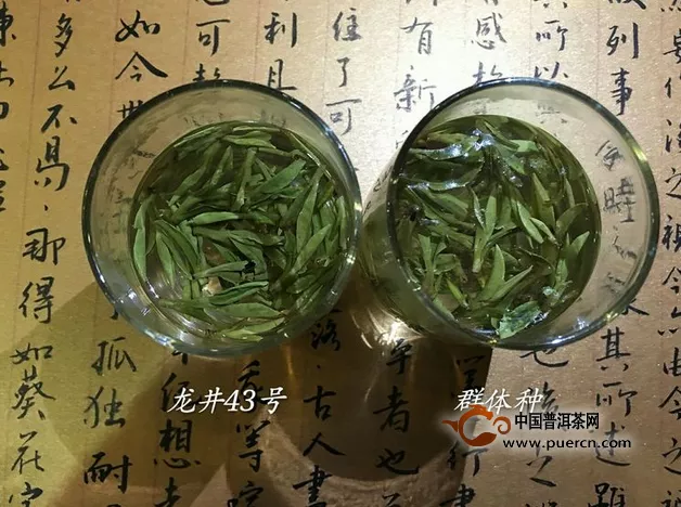 龍井43和群體種口感哪個(gè)好