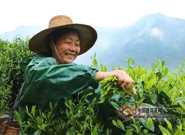 六安瓜片的制茶工艺——“独树一帜”