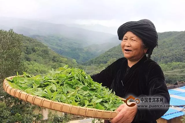 云元谷丨春茶发酵的熟茶有那些亮点？