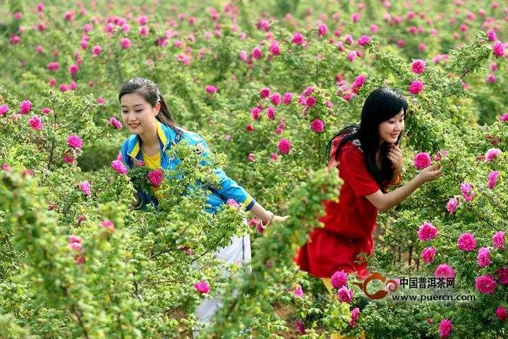 玫瑰花茶產(chǎn)地主要在哪里呢