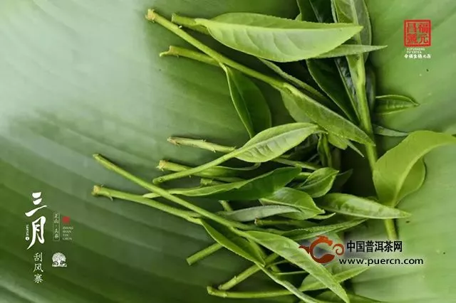 福元昌2019年春茶三月刮風(fēng)寨100克生茶【特惠預(yù)售中】