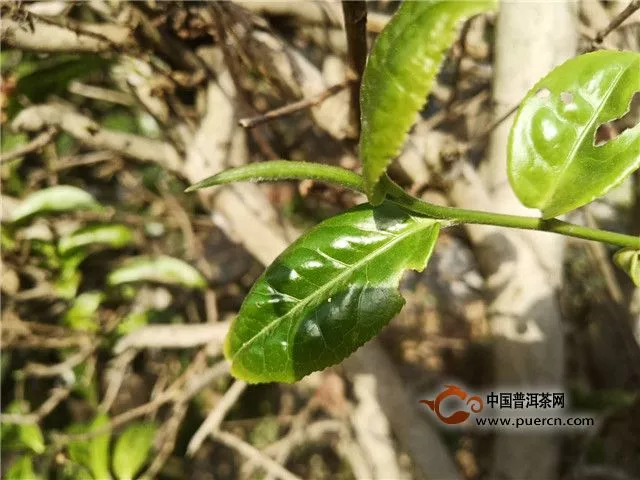 臨滄云縣白鶯山古樹茶介紹