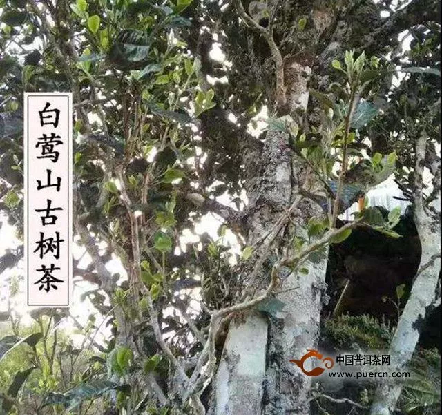 臨滄云縣白鶯山古樹茶介紹