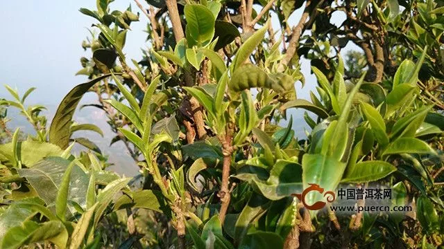 白茶園古樹茶介紹