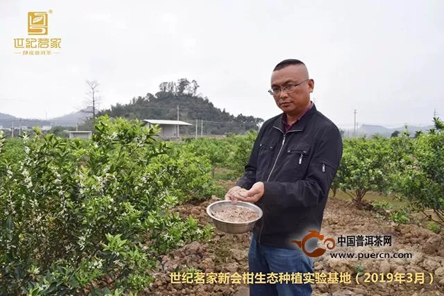 世纪茗家：种了两年的柑苗能长成啥样？一起到实验基地看看！