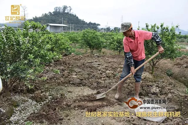 世紀茗家：種了兩年的柑苗能長成啥樣？一起到實驗基地看看！