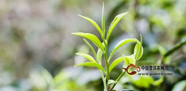 帕沙古树茶产地在哪里