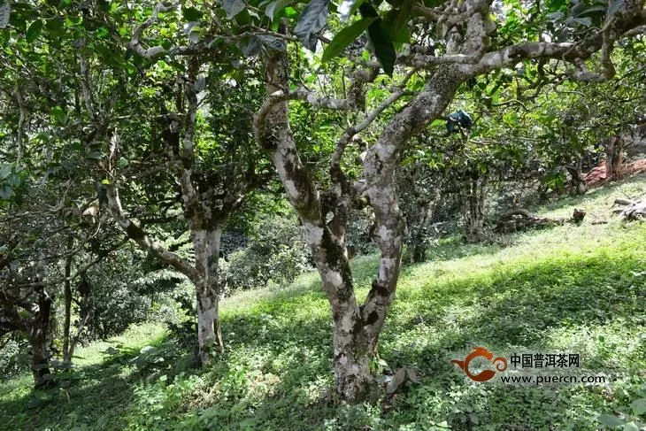 2019年豆腐寨古树茶价格