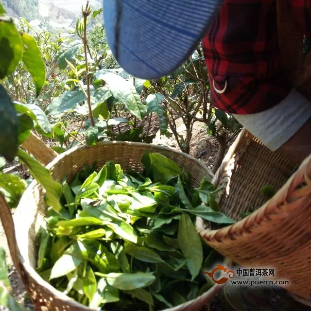 今年小户赛茶多少钱一斤