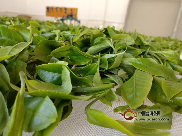 2019小戶賽古樹茶價格