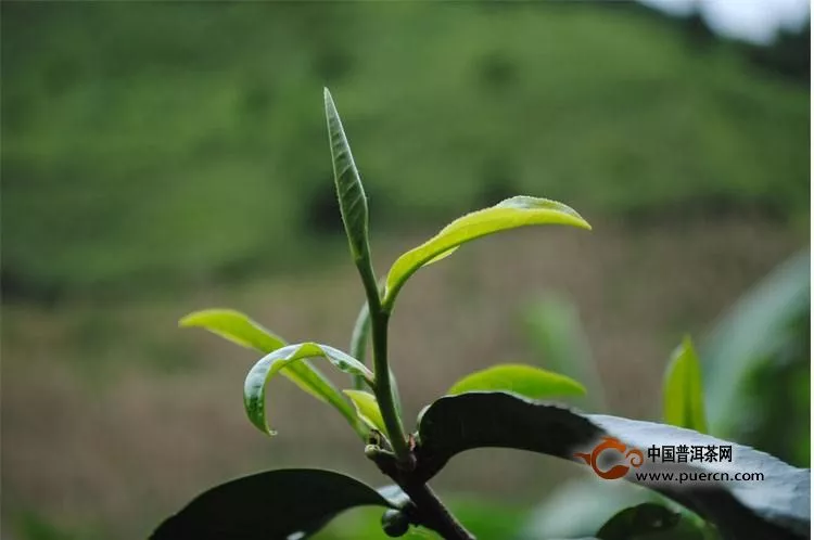 易武天门山古树茶特点及价格