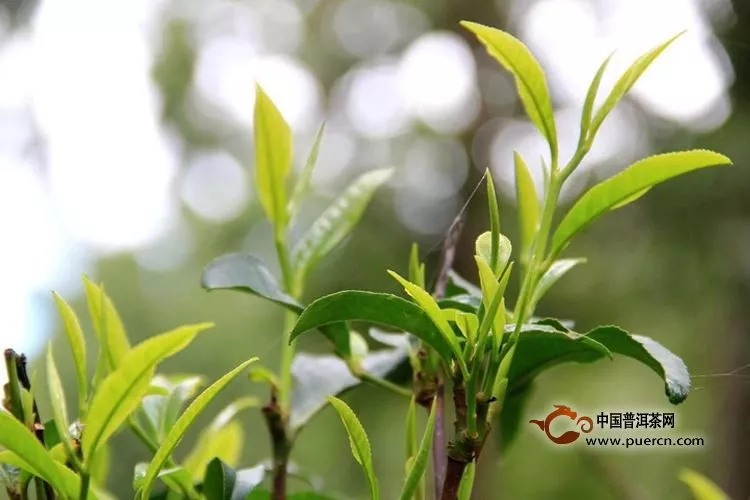 百花箐古树茶特点及价格