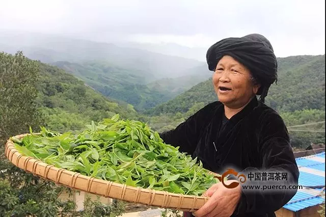 云元谷每日熟茶丨“普洱茶·大发酵”解读