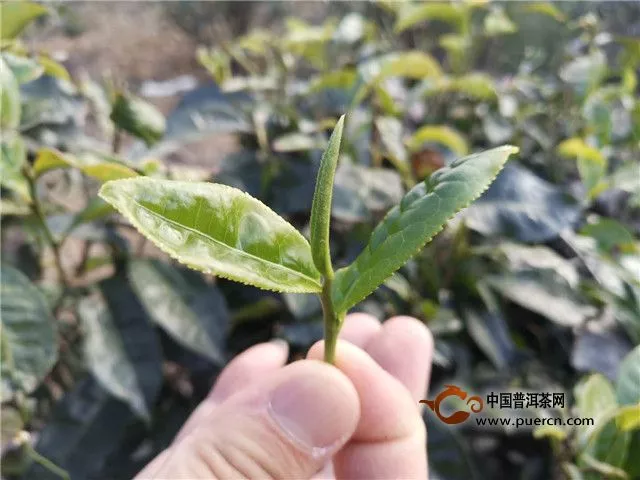 石頭老寨古樹茶的特點及價格