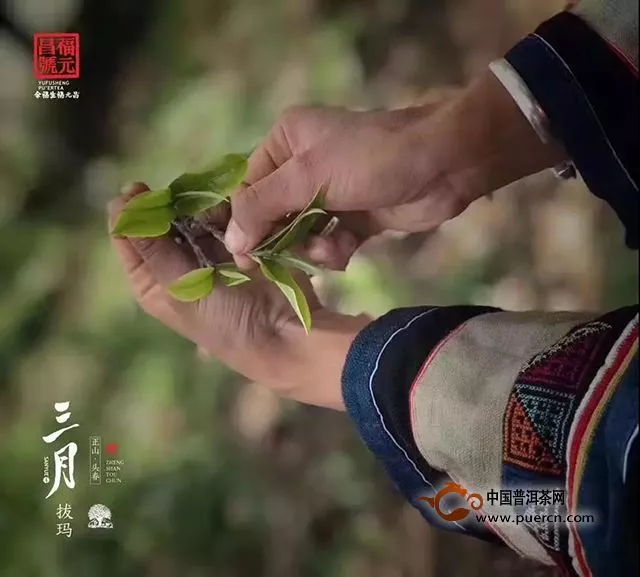 福元昌：一年要是不喝春茶，這個春天就像沒有來過