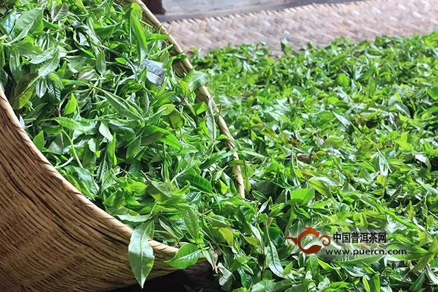 云元谷每日熟茶丨“大发酵”之【鲜叶篇】