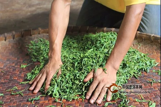 云元谷每日熟茶丨“大发酵”之【鲜叶篇】