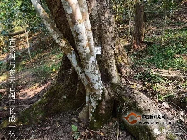 彩農(nóng)茶薄荷塘│易武頂級稀有極品