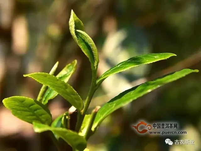 彩农茶薄荷塘│易武顶级稀有极品