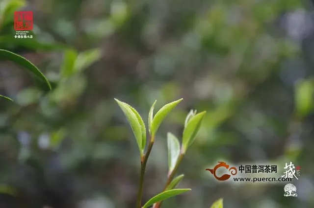 福元昌2019年春茶预售（第三批）正式开始