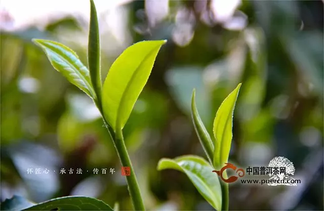 福元昌2019年春茶预售（第三批）正式开始