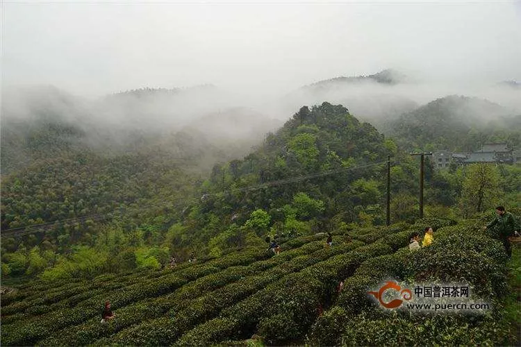 英山云雾茶的产地，英山云雾茶产自于哪里