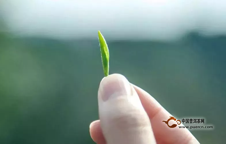 資溪白茶是綠茶嗎？資溪白茶是白茶