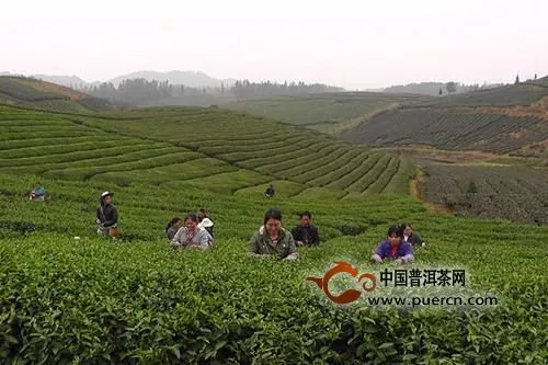 湄潭茶产业简介最新2019.1.8