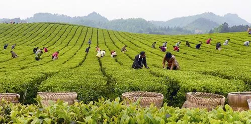 湄潭茶产业简介最新2019.1.8