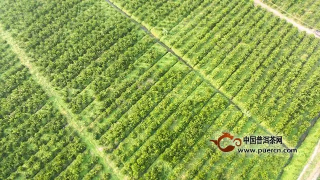 丽宫食品与广东省农业科学院签订合作协议，进一步推进新会陈皮科学发展