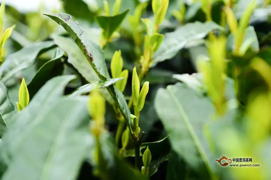 霍山黄大茶品质特点介绍