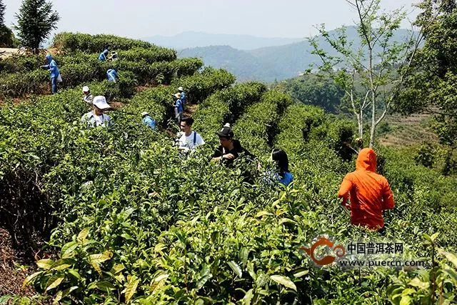海湾茶业：芽初上，再出发。2019年茶山行