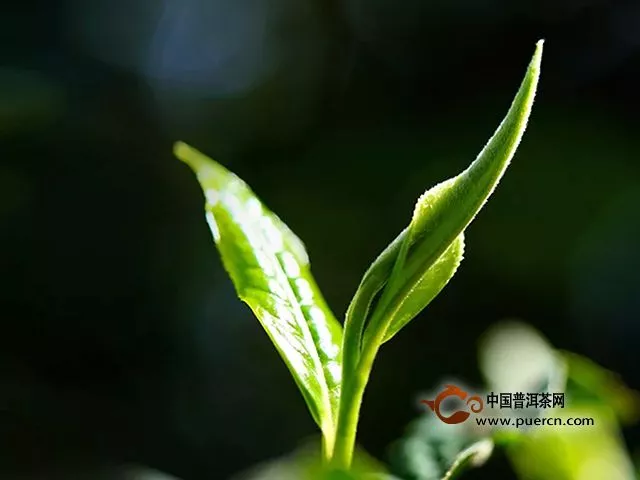 云元谷每日熟茶丨“大发酵”之【离地渥堆发酵技术】续
