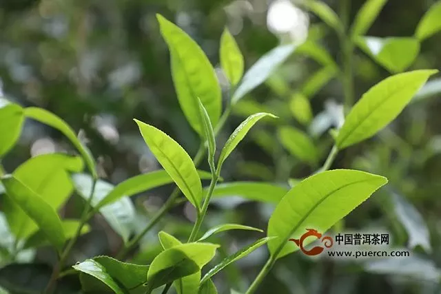 海湾茶业:深入茶山找不同。2019年茶山行
