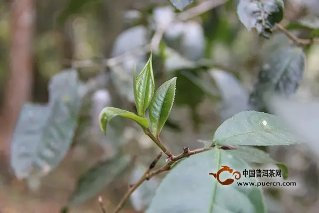 海灣茶業(yè):深入茶山找不同。2019年茶山行