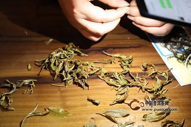 海湾茶业:深入茶山找不同。2019年茶山行
