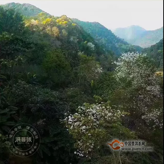 洪普號：【春茶預(yù)售】矗立于百花叢中的新貴王茶——百花箐