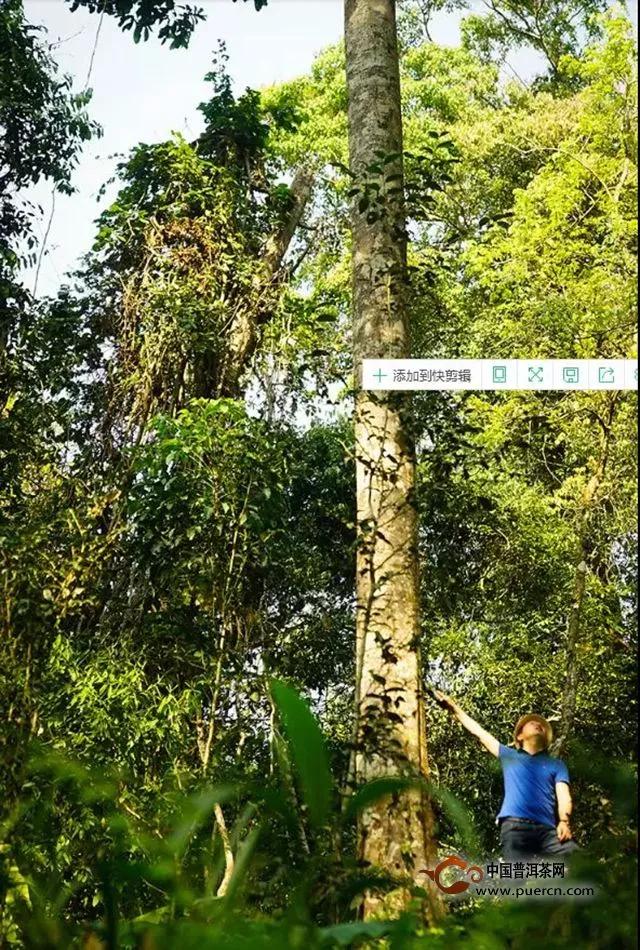 洪普号：【春茶预售】矗立于百花丛中的新贵王茶——百花箐