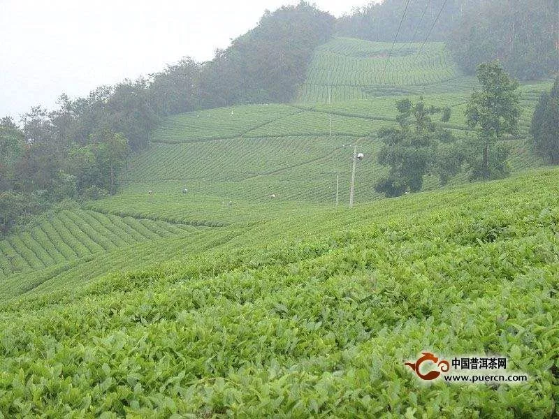 麻姑茶的产地介绍