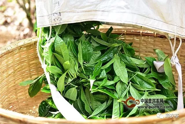 彩农茶｜老班章第一高杆茶王地，2019春头采古树纯料青饼开始优惠预订