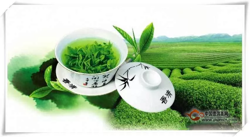 绿茶提取物可提高大脑的认知功能